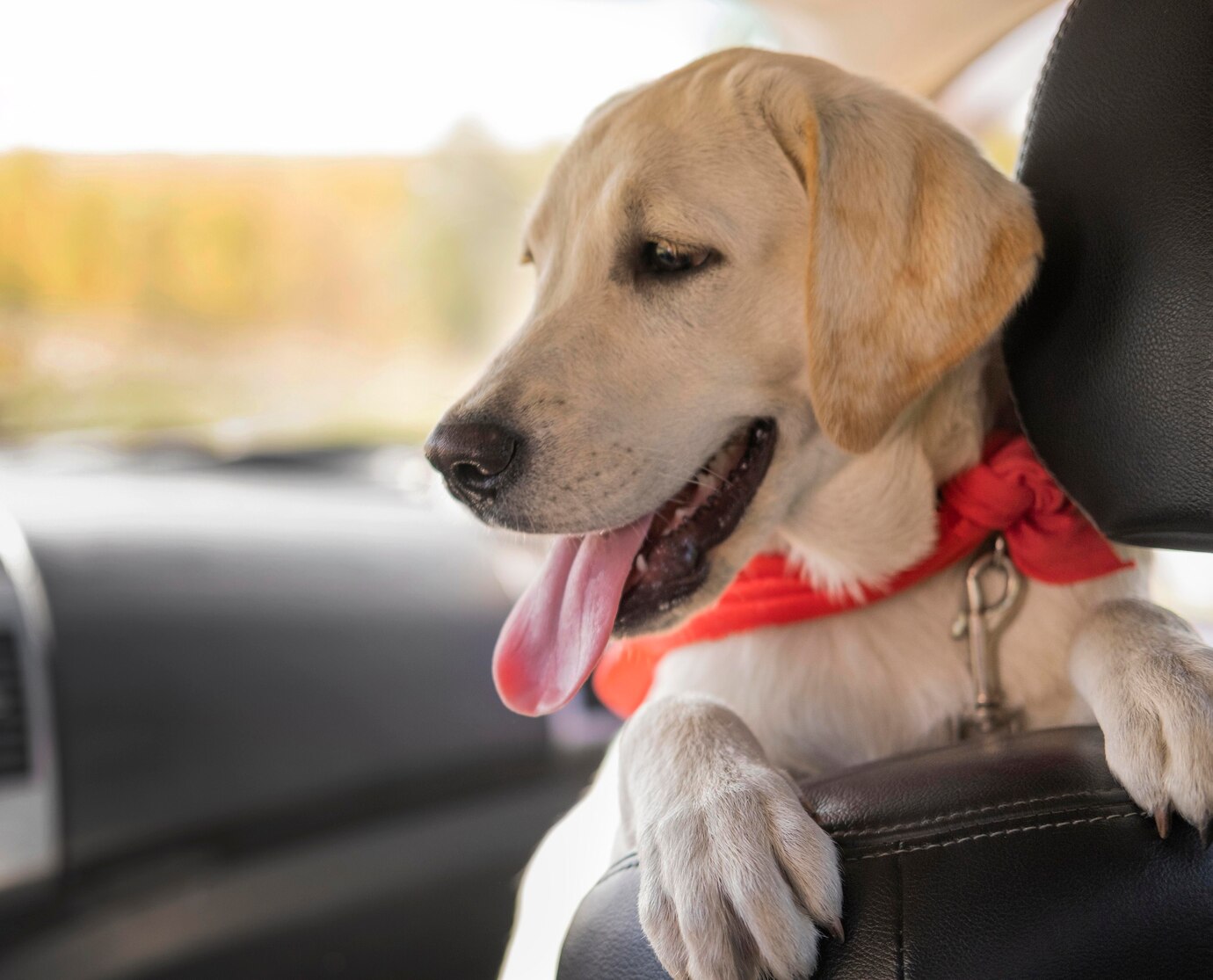 Faça sua Assessoria com a Agência de Viagem Pet e viaje com tranquilidade com seu pet em segurança.